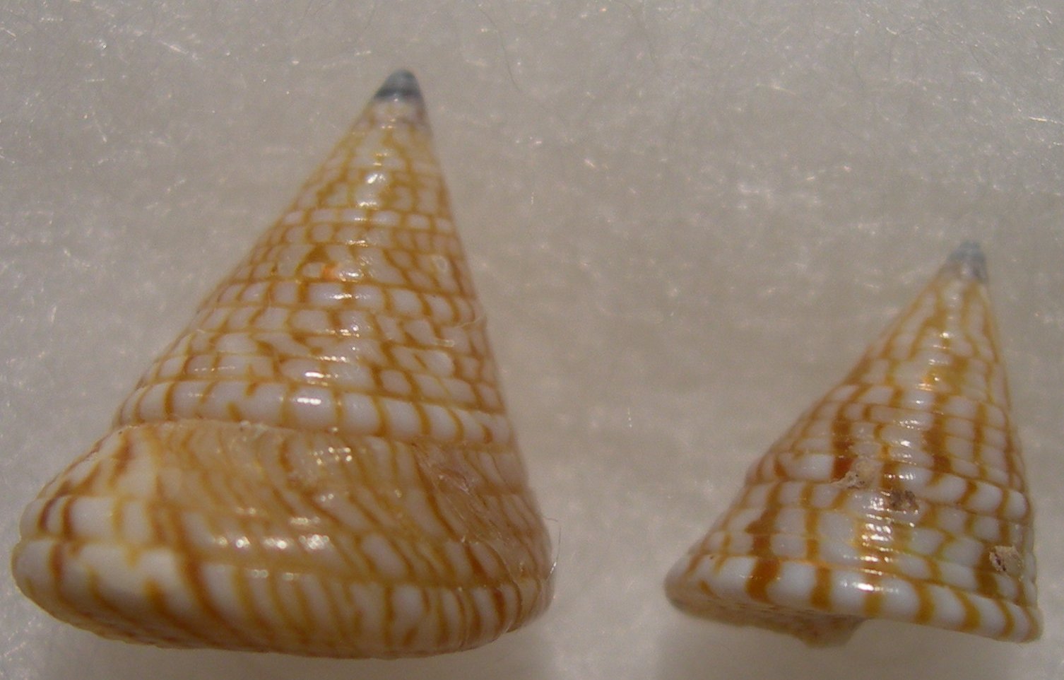 Calliostoma da Korbous Tunisia